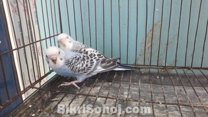 বাজরিগর পাখি